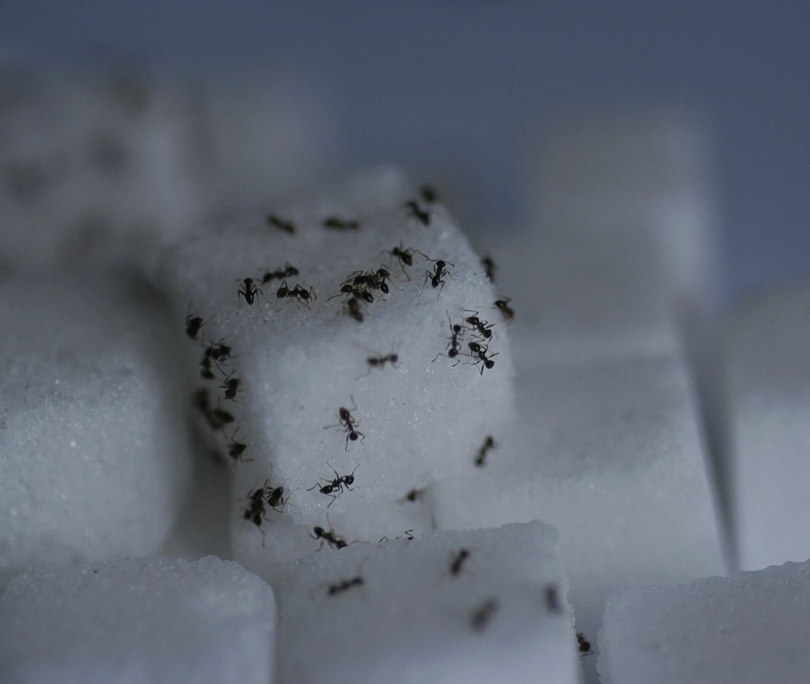 Dozens of small dark ants crawling over white sugar cubes