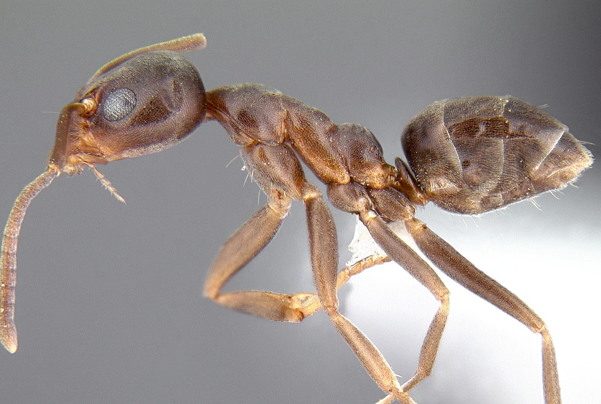 Side view of a brown Argentine ant worker showing a single upright node at the waist between the thorax and abdomen
