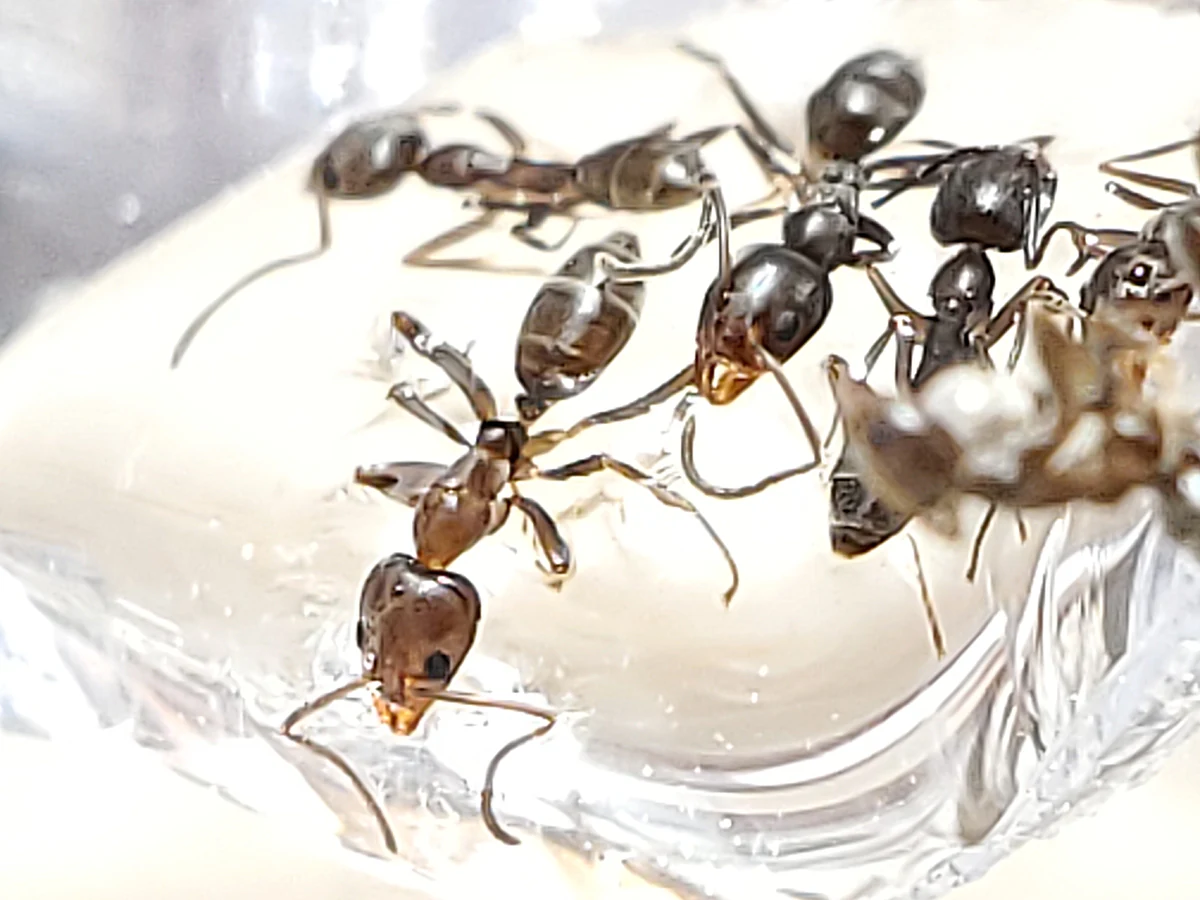 Several brown Argentine ants gathered on clear gel ant bait inside a house