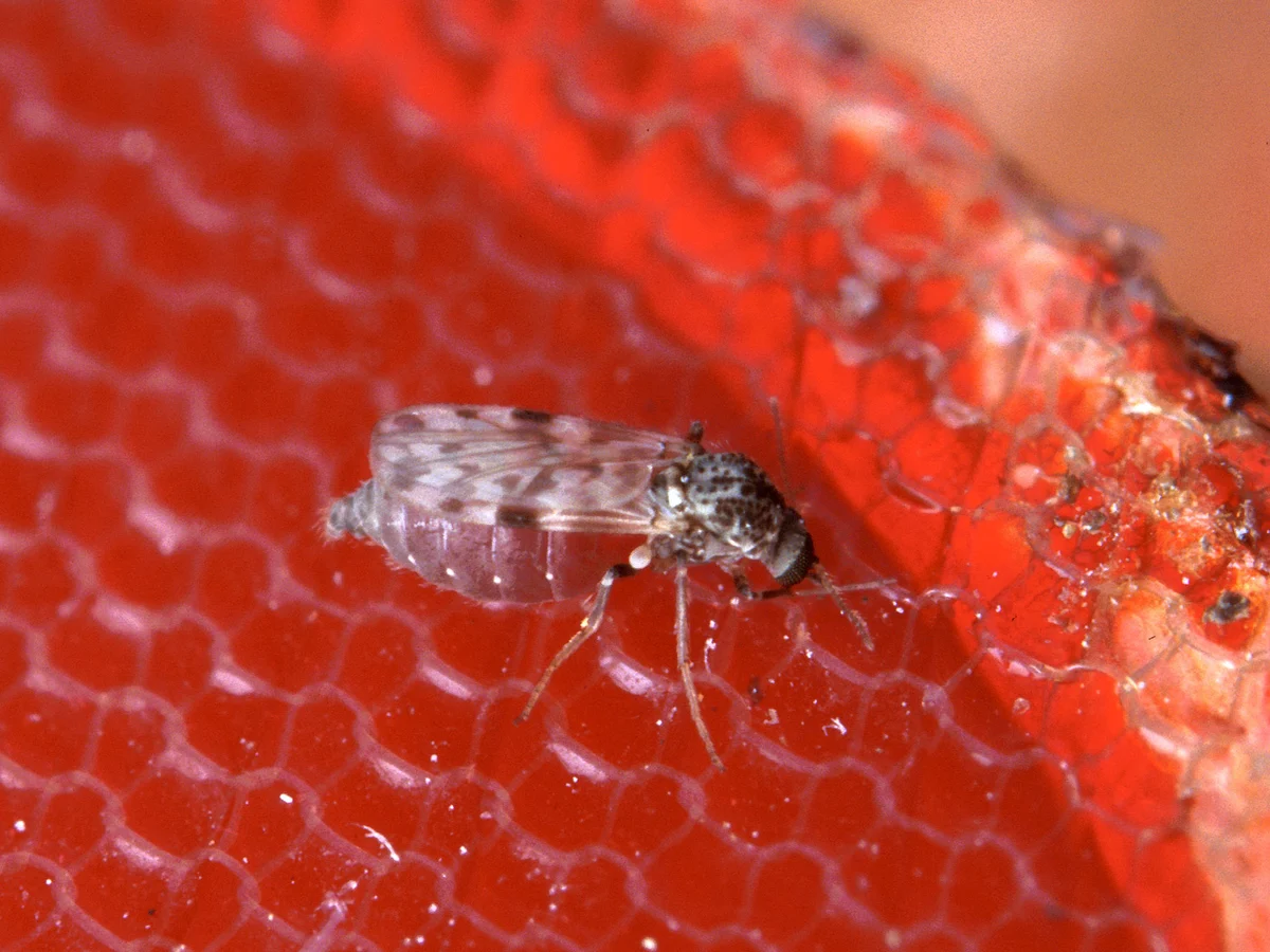 Tiny grey biting midge with folded mottled wings and a blood-swollen abdomen feeding on a red membrane