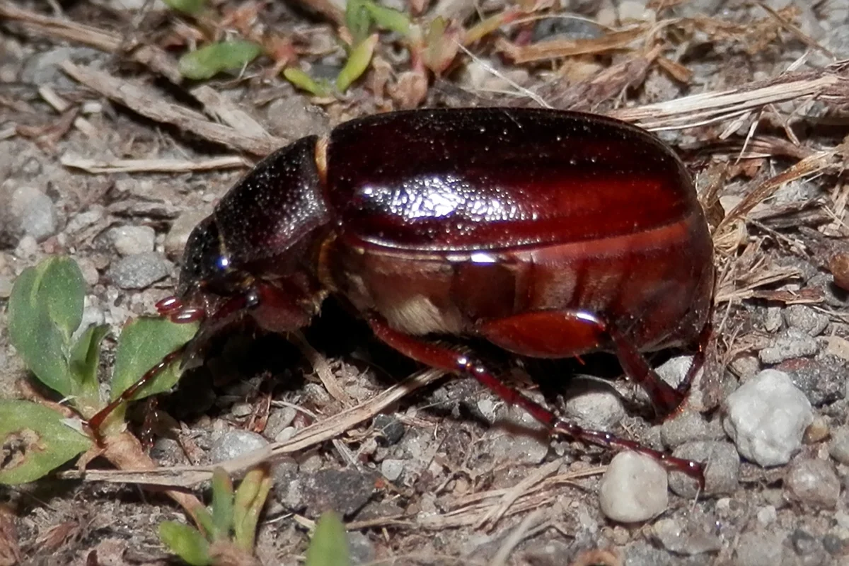 Shiny reddish-brown May/June beetle of the genus Phyllophaga standing on gravel and leaf litter