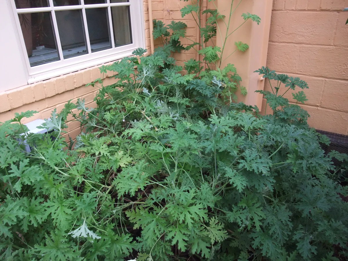 Large leafy citronella-scented geranium with deeply lobed lacy leaves growing beside a house wall
