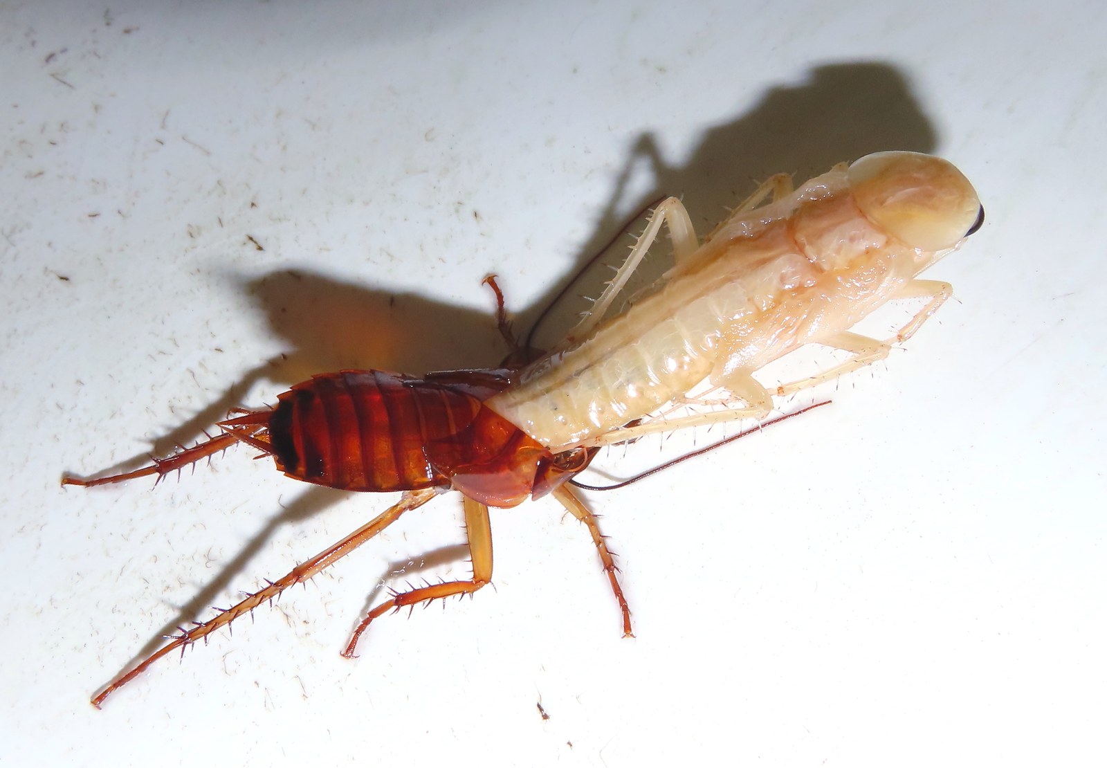 Pale white cockroach climbing out of its old reddish brown skin on a white bathroom surface