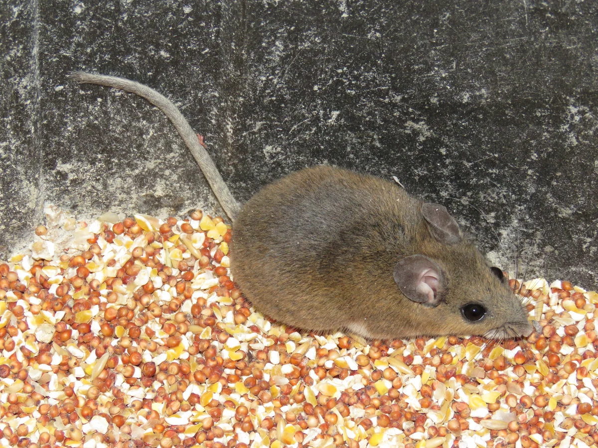 Brown cotton mouse with large ears and a long tail sitting on spilled birdseed against a concrete wall