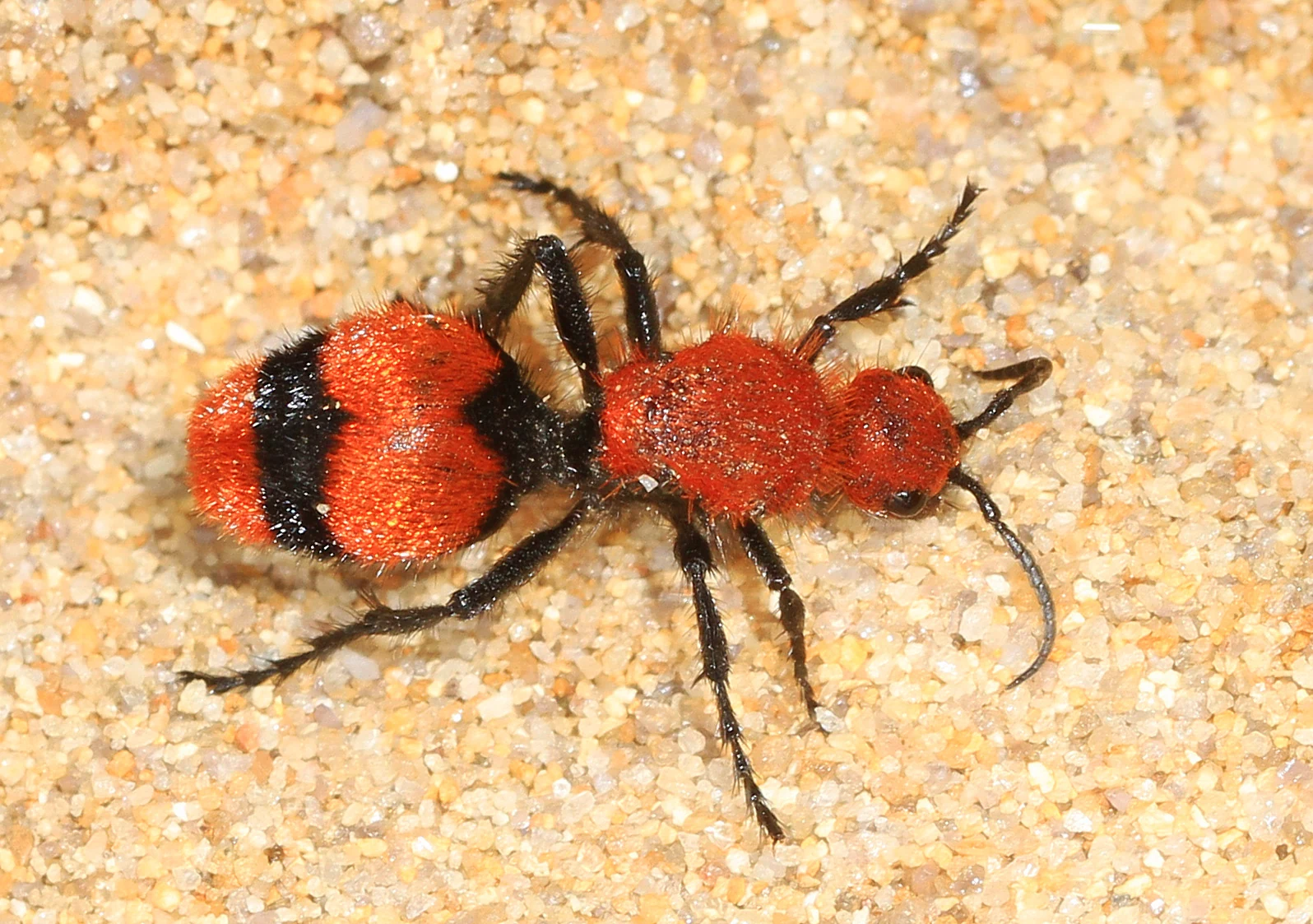 Fuzzy red and black wingless velvet ant, known as a cow killer, walking on sand