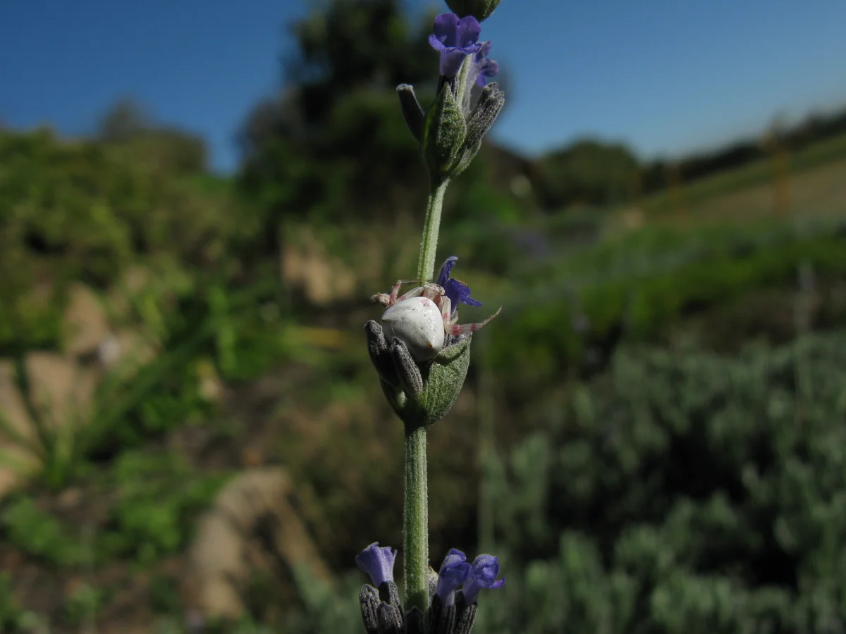 White crab spider waiting behind a purple lavender flower on a lavender stem