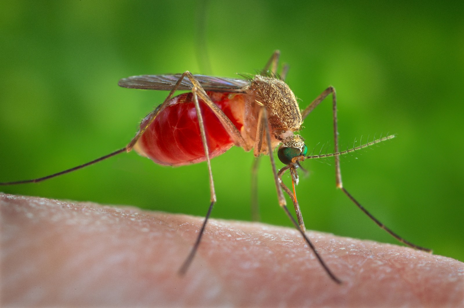 Brown southern house mosquito feeding on human skin, its abdomen swollen red with blood