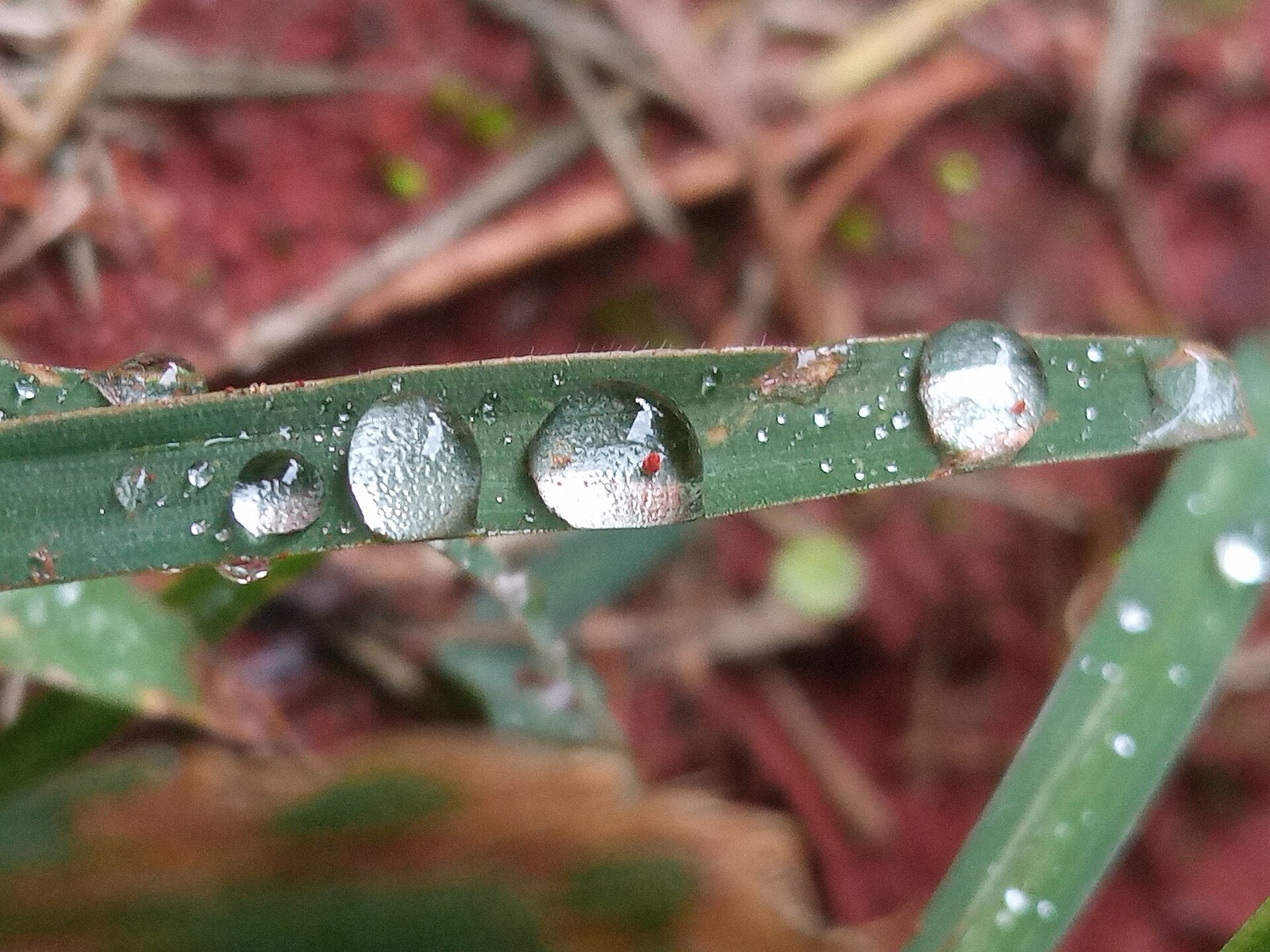 Close-up of water droplets beaded along a single blade of grass