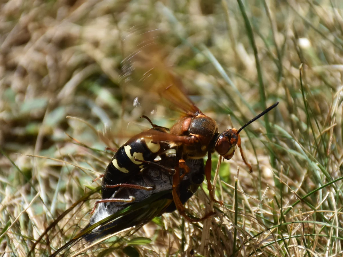 Large eastern cicada killer wasp with a reddish head and black and yellow abdomen dragging a paralyzed cicada through the grass
