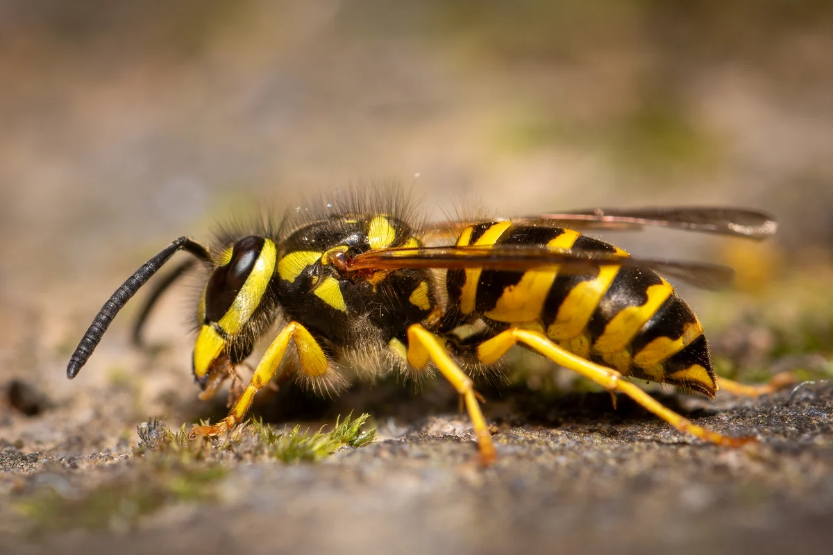 Eastern yellowjacket with sharp black and yellow bands