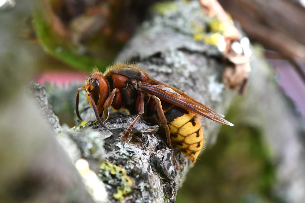 European hornet with a reddish-brown head and thorax and a yellow abdomen with black spots, chewing on the bark of a fruit tree branch