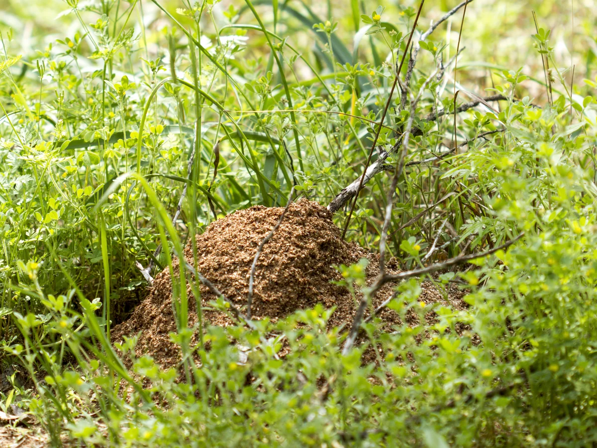 Loose, crumbly red imported fire ant mound rising out of grass and weeds
