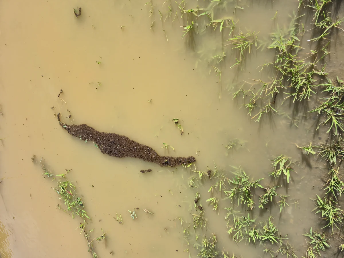 Long dark raft of linked fire ants floating on muddy floodwater beside submerged grass