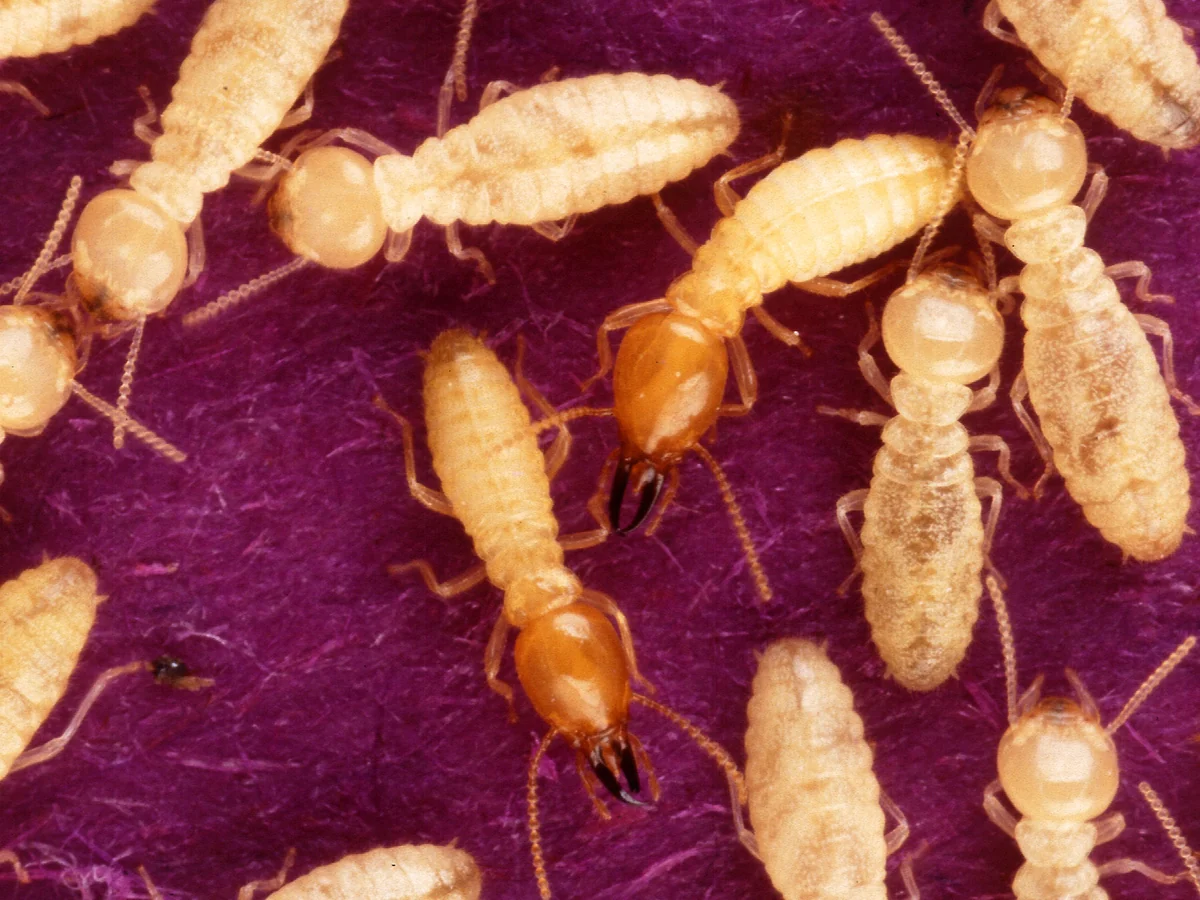 Formosan subterranean termite soldiers with orange oval heads among pale workers