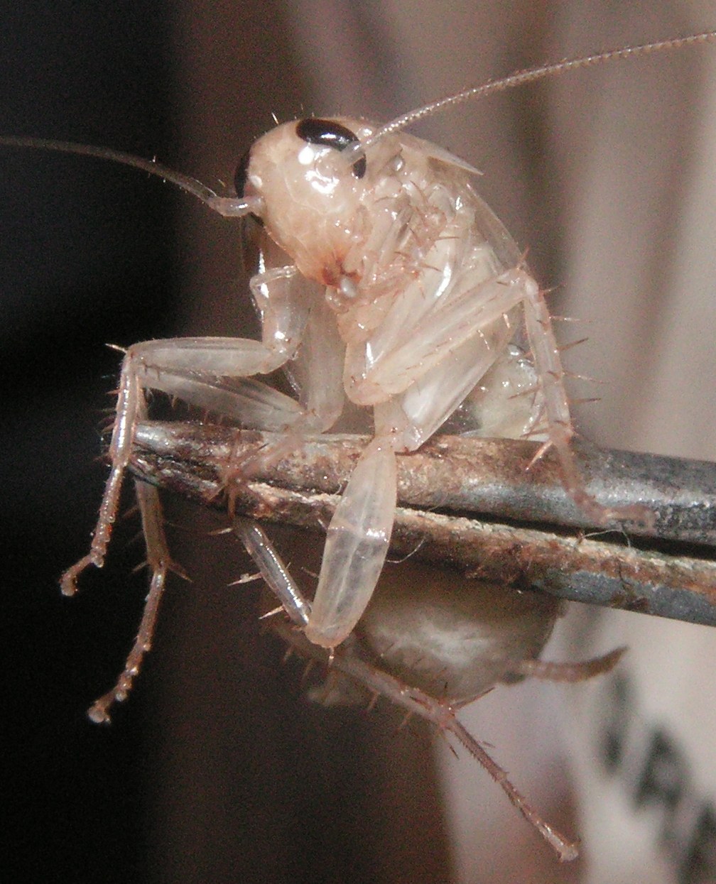 Freshly molted German cockroach, pale cream colored with dark eyes, held on the tips of tweezers
