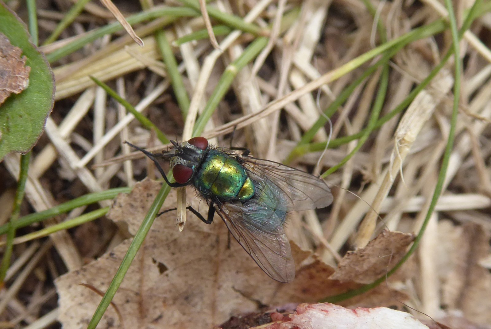 Metallic green bottle blow fly with red eyes resting on dry grass and leaves