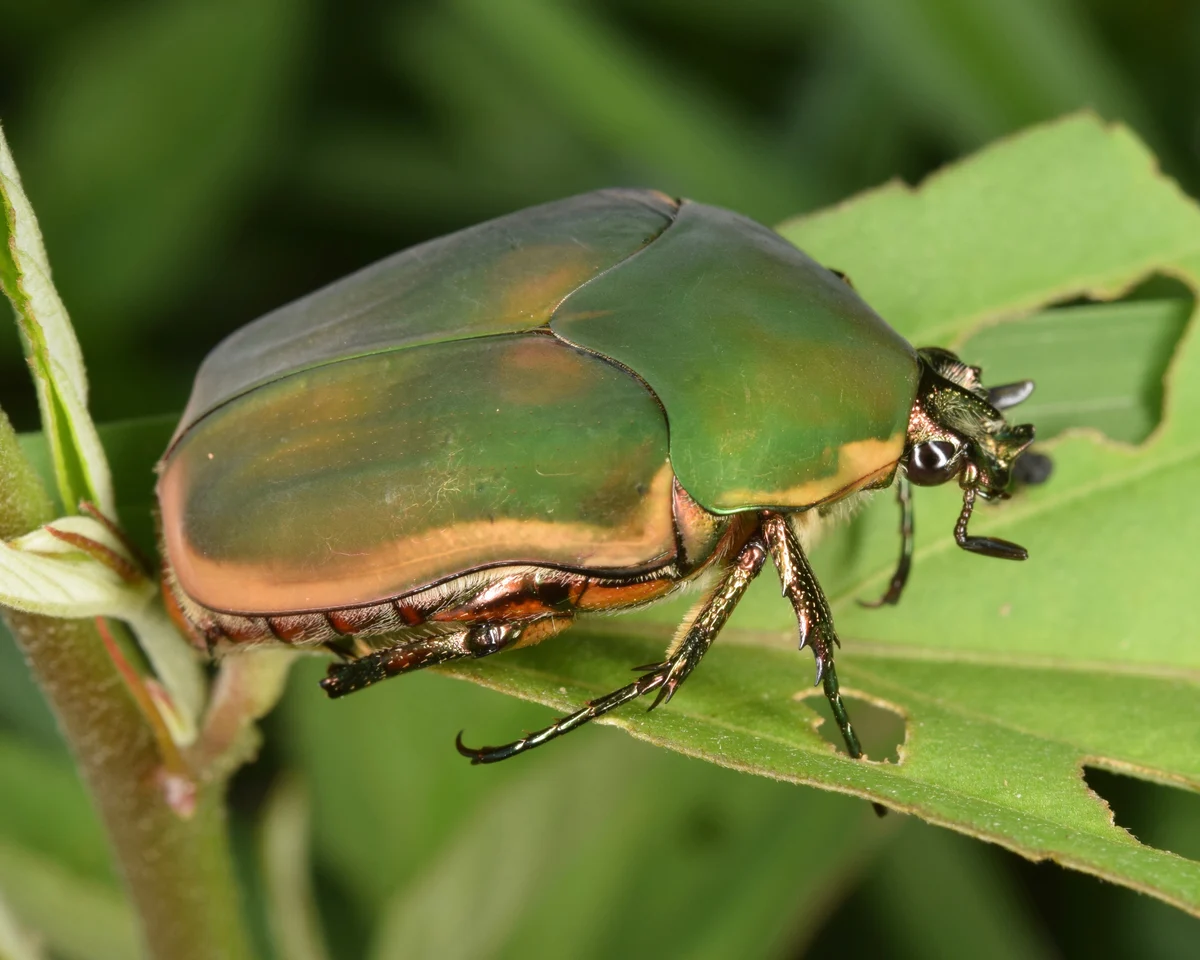 Green June beetle with velvety green wing covers and orange edges gripping a green leaf