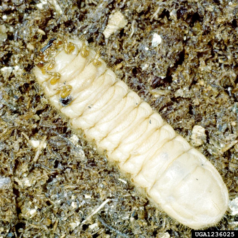 Plump creamy-white green June beetle grub with a small brown head lying on soil