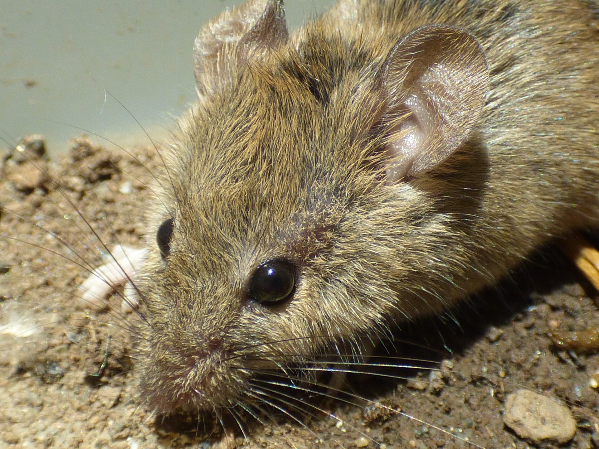 Close-up of a brown house mouse with large ears and dark eyes on a dusty floor