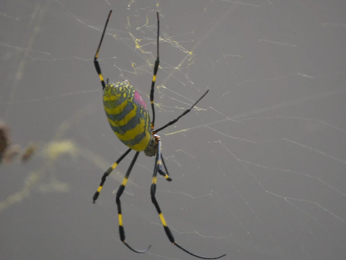 Female Joro spider with a yellow and blue-green striped abdomen and banded legs hanging in a golden web