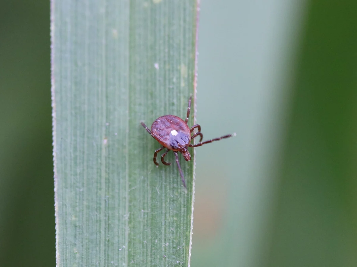 Female lone star tick with a single white spot on its back climbing a blade of grass