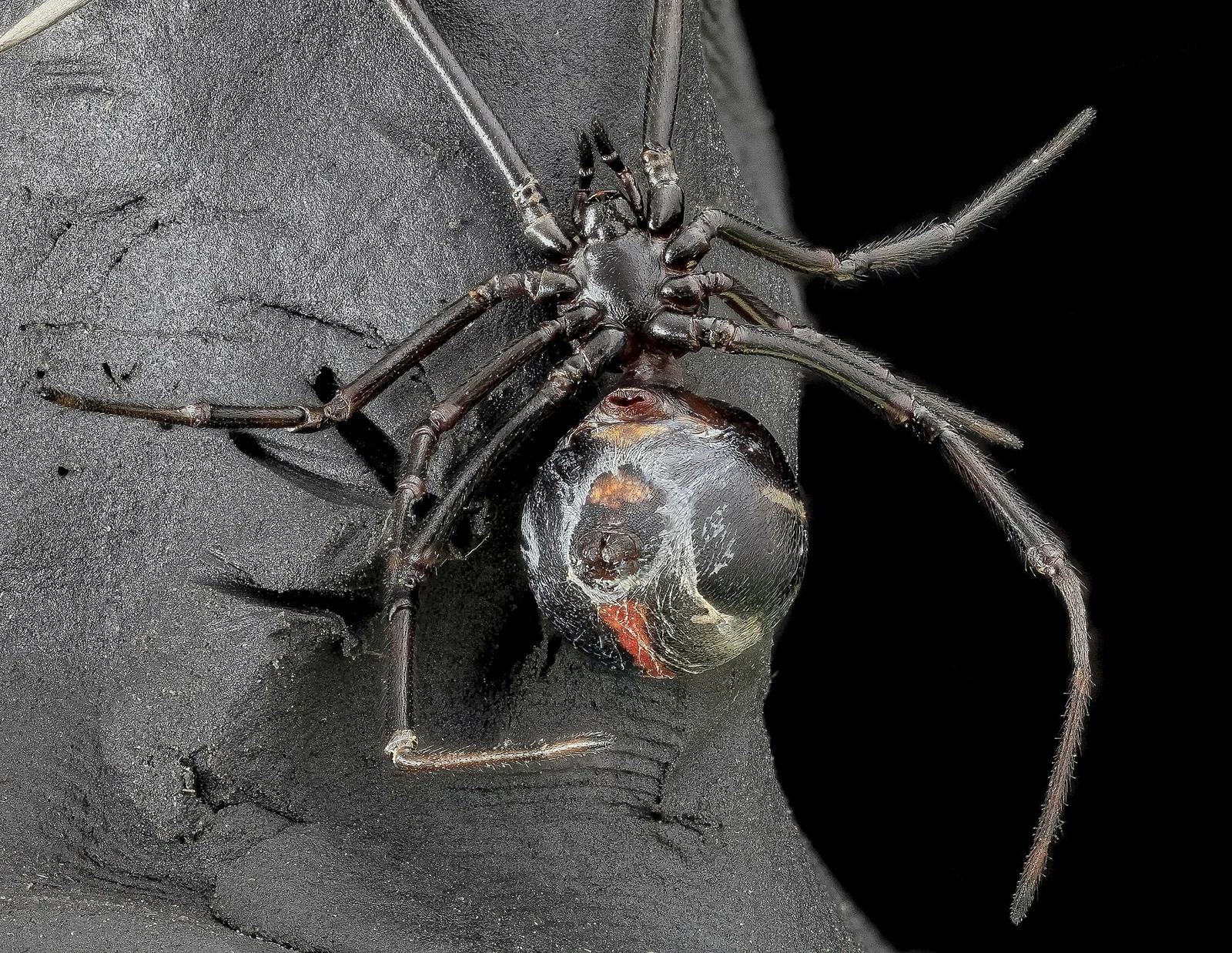 Underside of a female northern black widow showing a red hourglass split into two separate marks