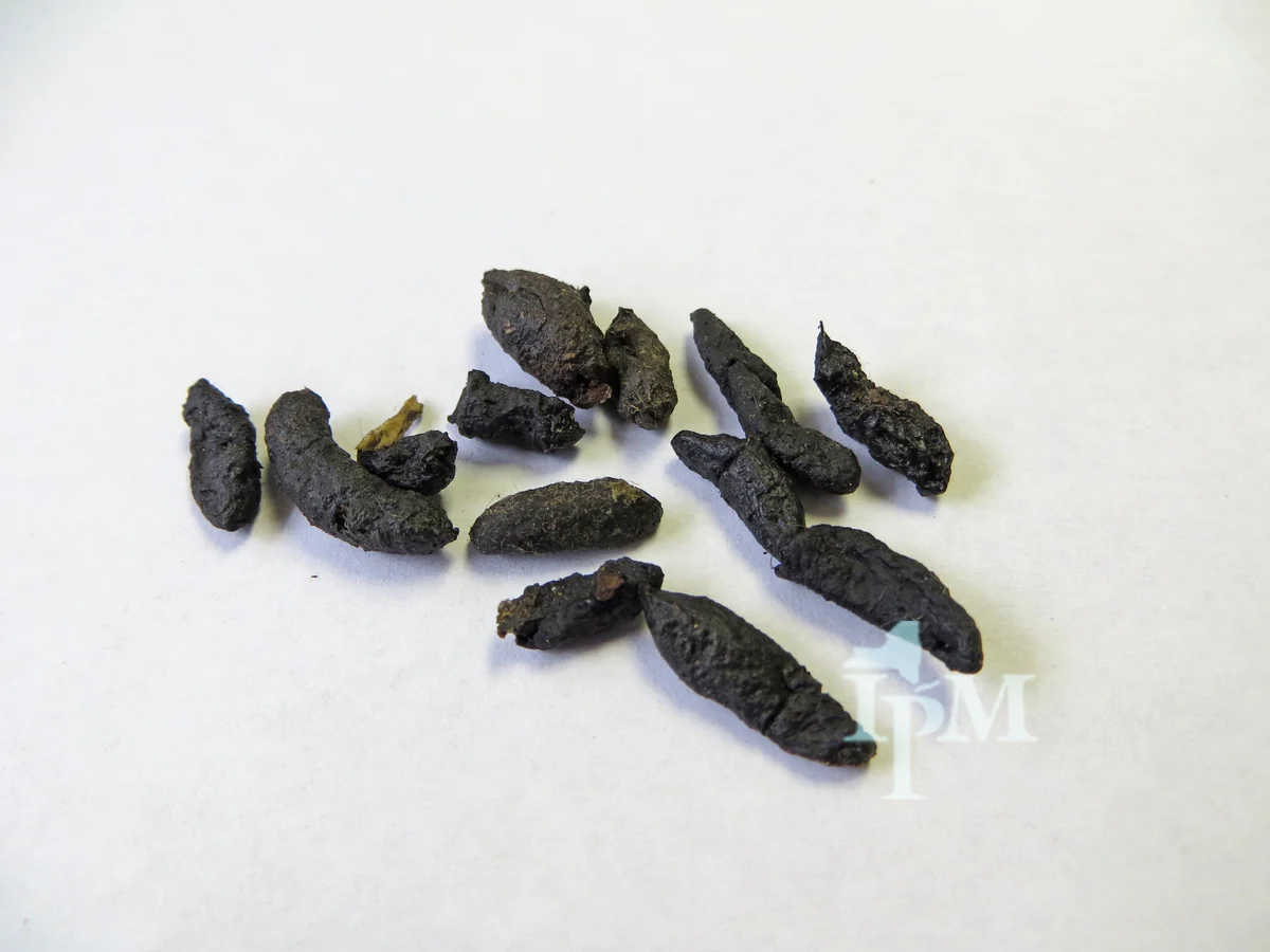 Close-up of dark Norway rat droppings, capsule-shaped with blunt ends, on a white surface