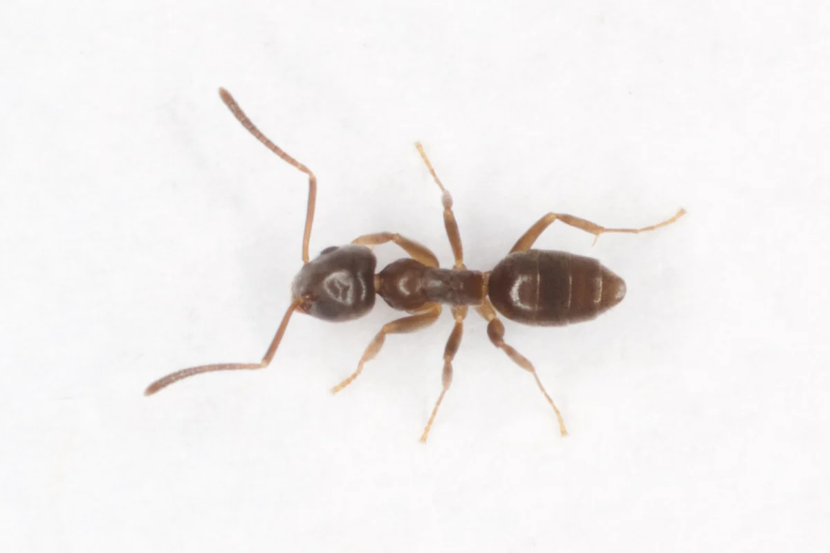 Small dark brown odorous house ant worker seen from above on a white surface