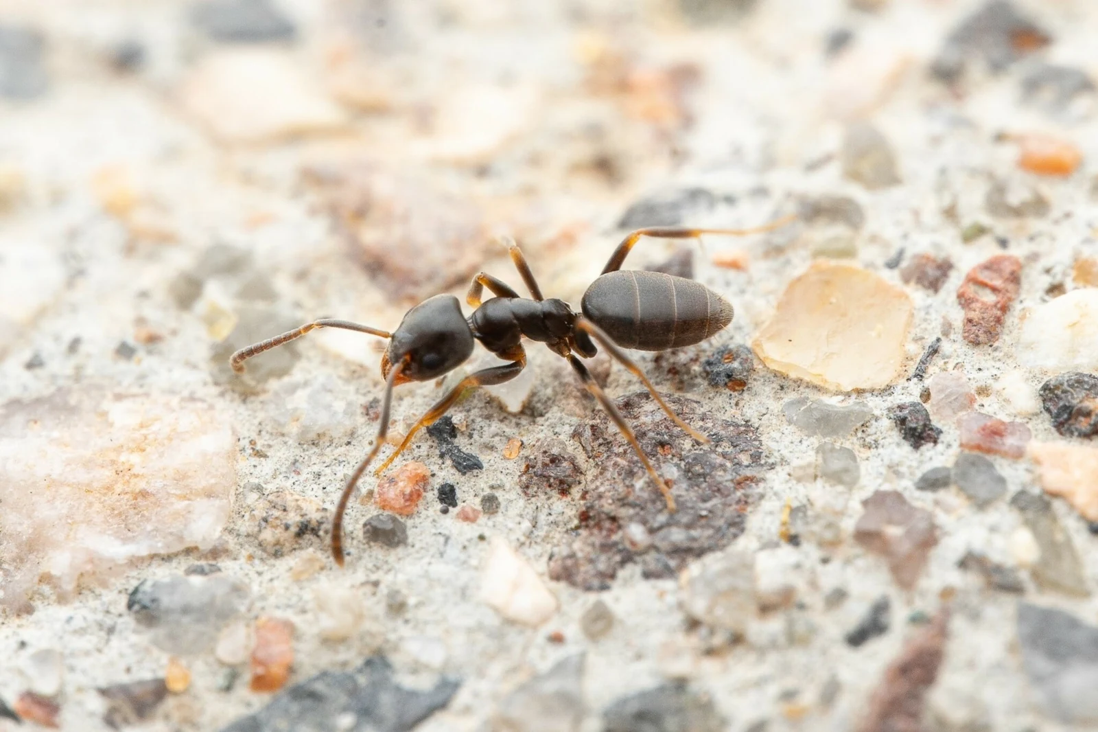 Single dark brown odorous house ant walking on a concrete surface