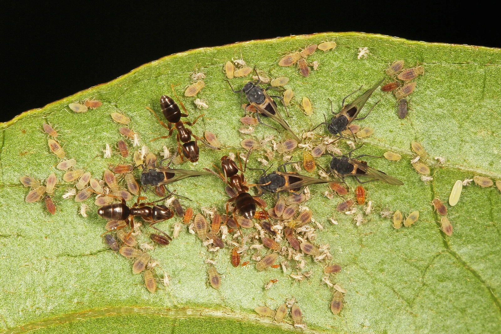 Odorous house ants standing among a cluster of small pale aphids on a green leaf