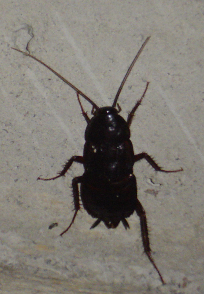 Shiny black oriental cockroach with short wing pads on a gray concrete wall