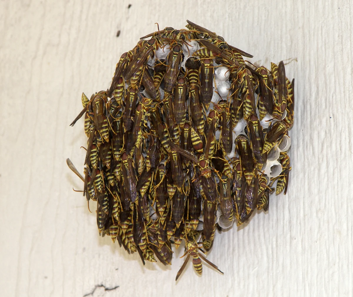 Paper wasp nest crowded with dozens of brown and yellow wasps attached to white house siding