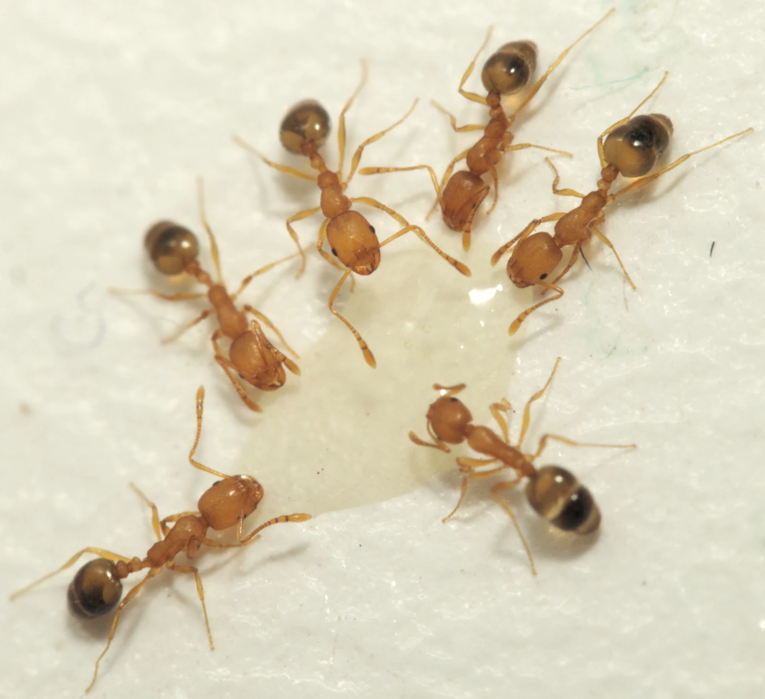 Several tiny pale yellow Pharaoh ants with darker abdomens feeding around a drop of liquid on a white surface