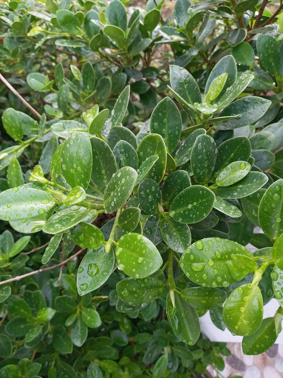 Rain droplets beaded on the glossy leaves of a dense green shrub