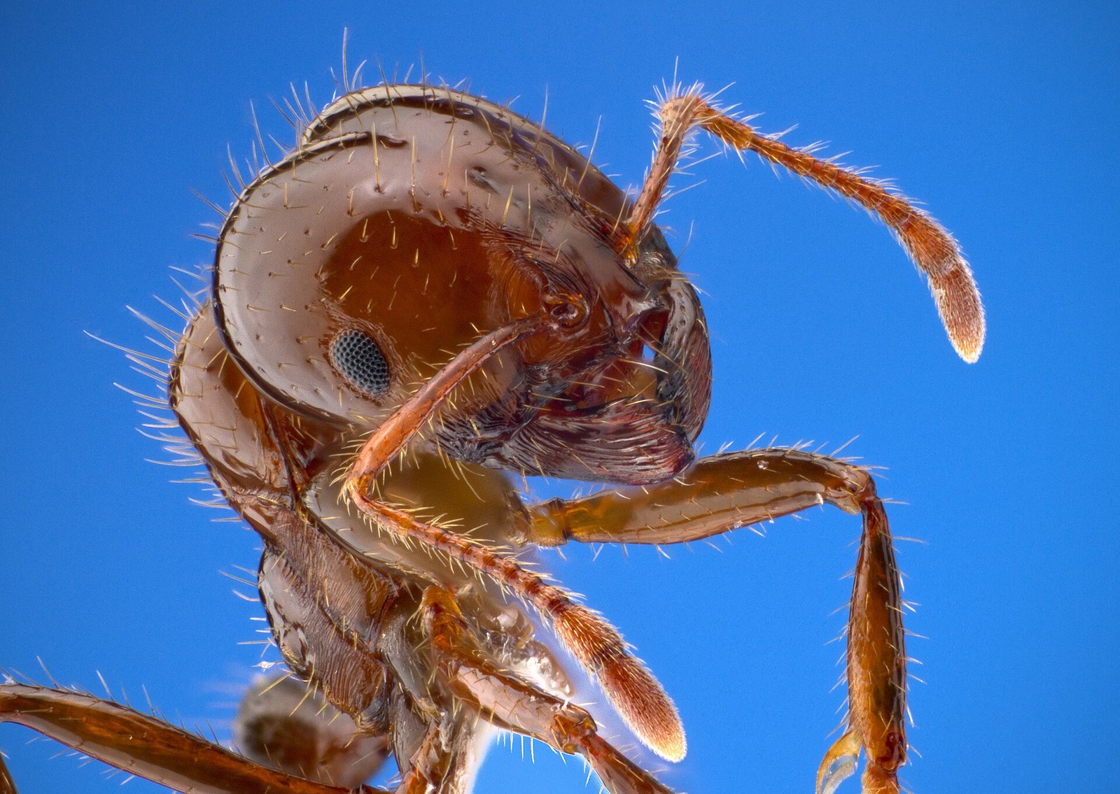 Close-up portrait of a reddish brown red imported fire ant worker against a blue background