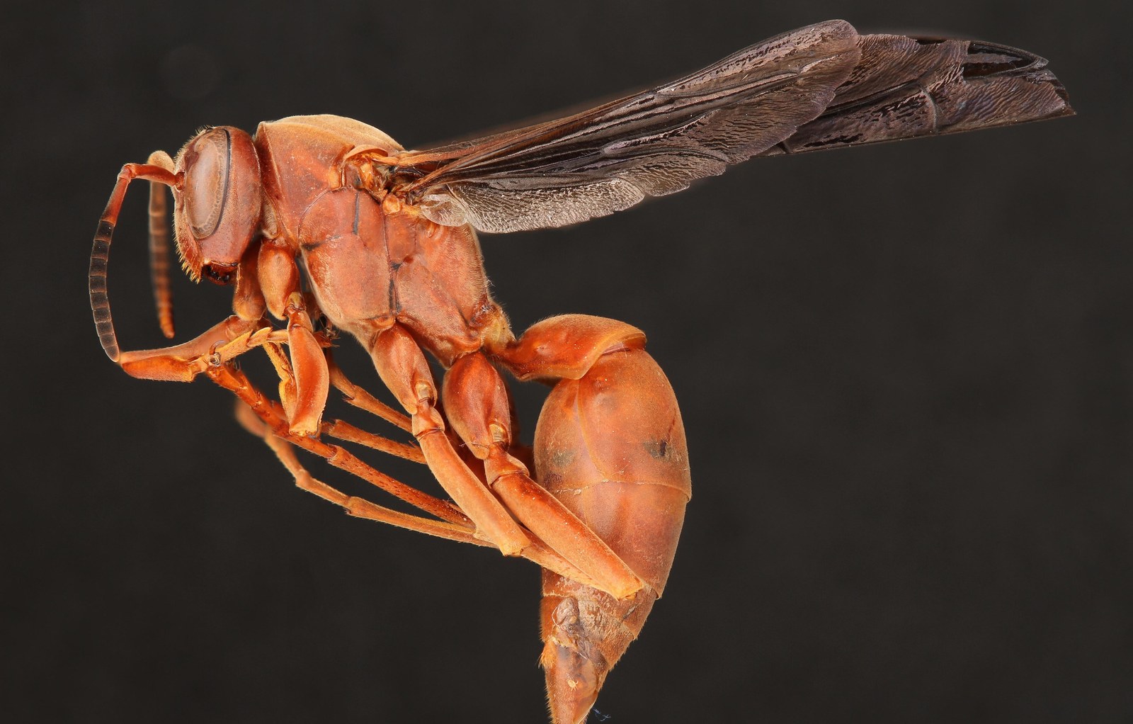 Side view of a reddish-orange red paper wasp with long dark wings and a narrow waist