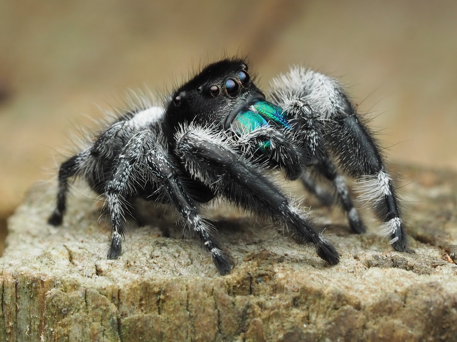 Male regal jumping spider, black and hairy with white leg markings, large front eyes and iridescent blue-green mouthparts