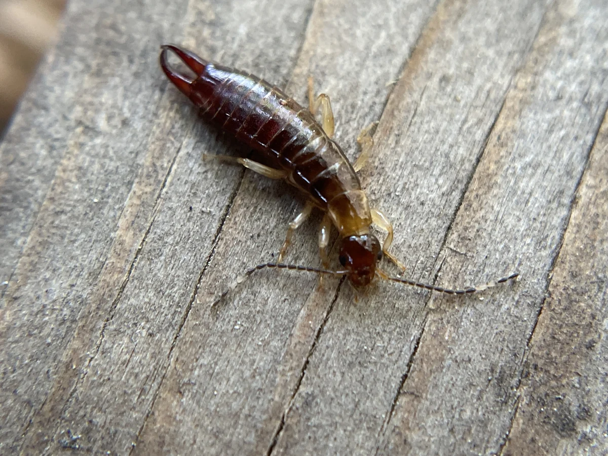 Dark brown wingless ring-legged earwig with pale legs and curved pincers on weathered wood