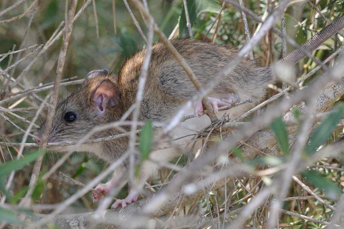 Slender gray-brown roof rat with large ears and a long tail climbing through thin branches of a shrub
