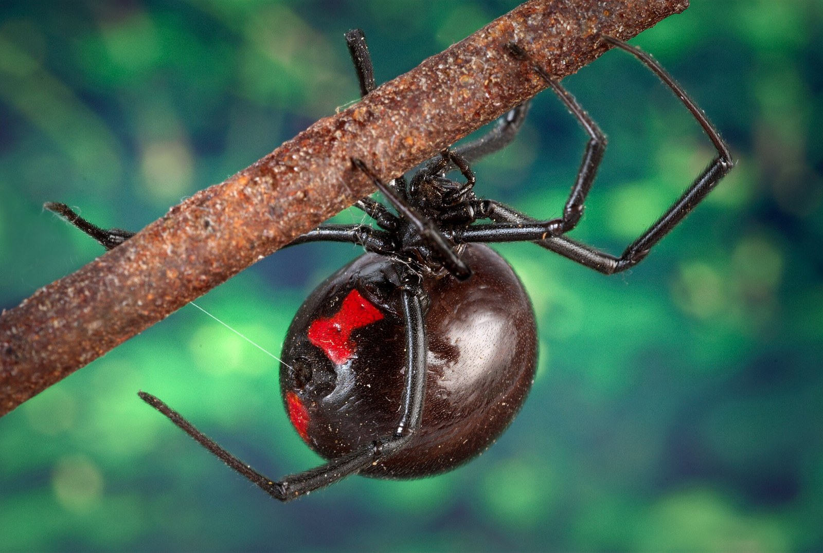 Female southern black widow hanging under a twig, showing the red hourglass on her shiny black abdomen