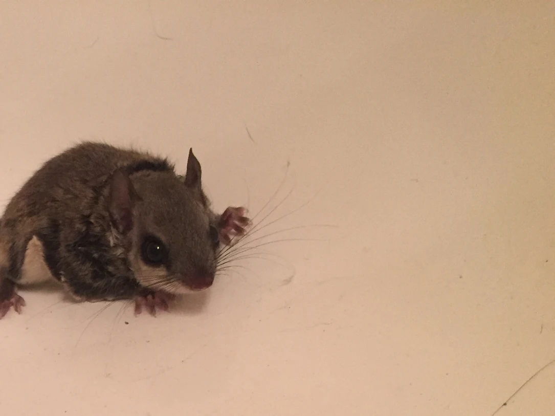 Small southern flying squirrel with huge dark eyes and soft gray-brown fur sitting in a white bathtub