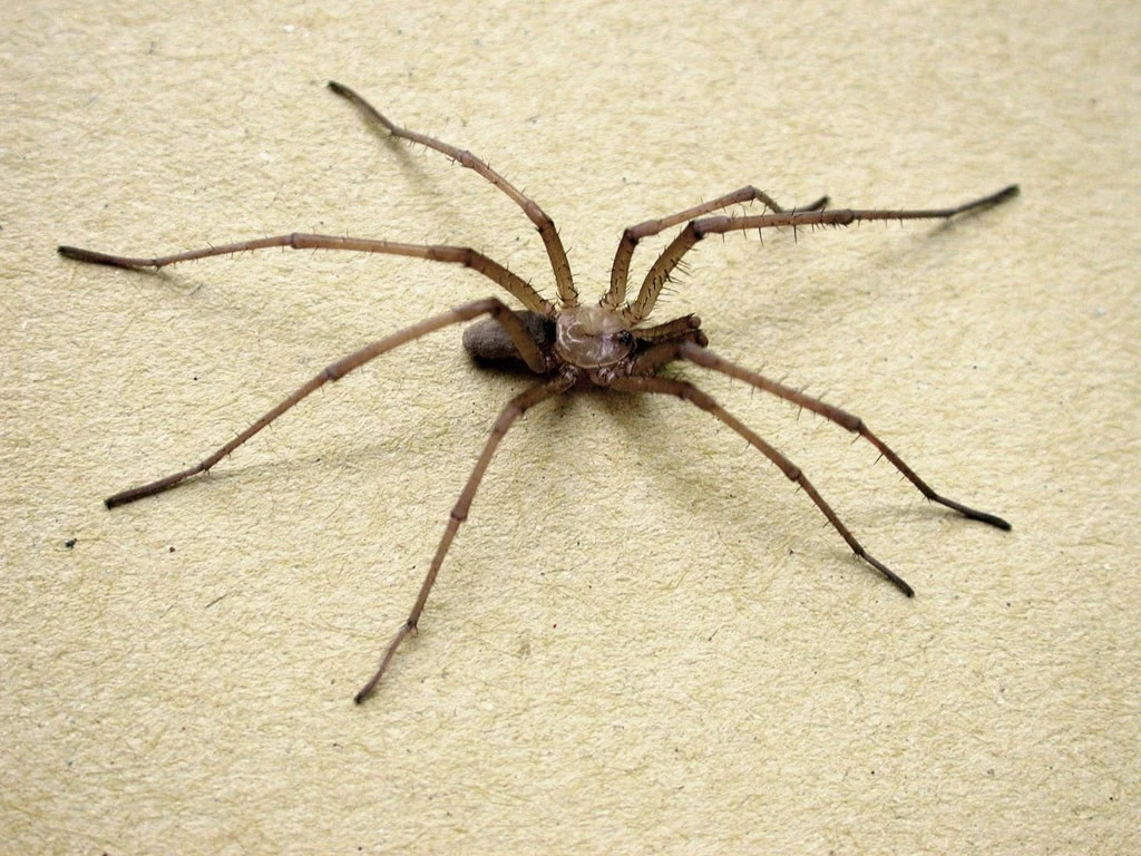 Male southern house spider, tan-brown with very long thin legs, standing on a pale wall
