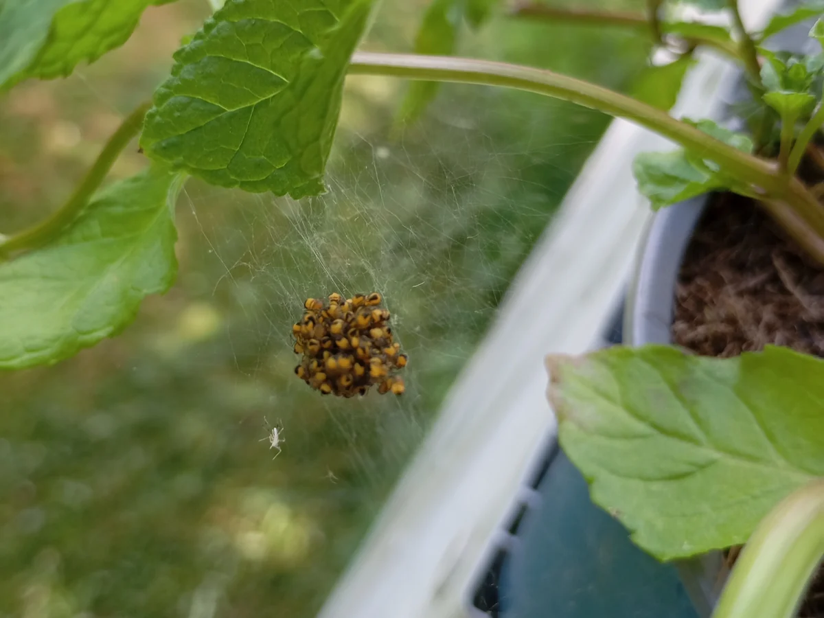Cluster of tiny yellow and black orb weaver spiderlings in a web strung between the leaves of a potted mint plant