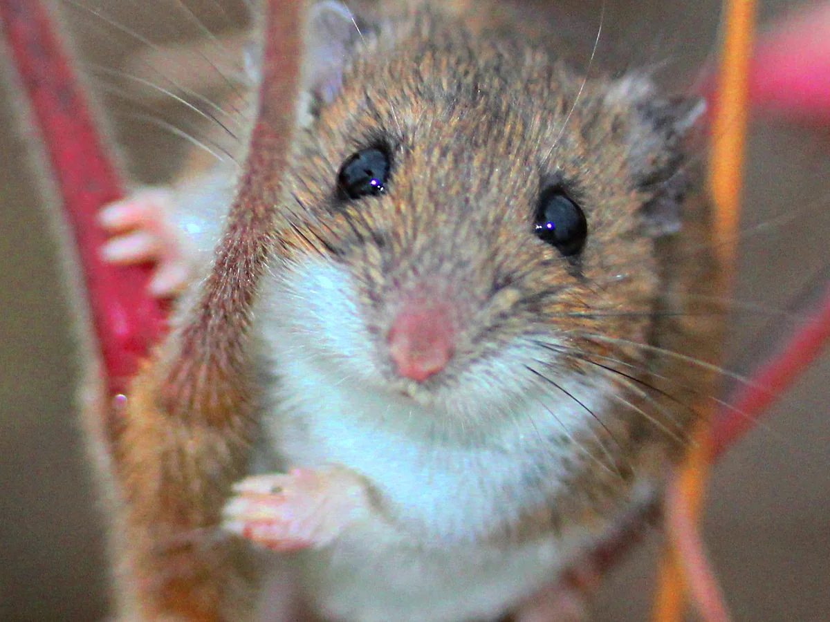 White-footed mouse with reddish-brown back, bright white belly, large dark eyes and big ears clinging to a red plant stem