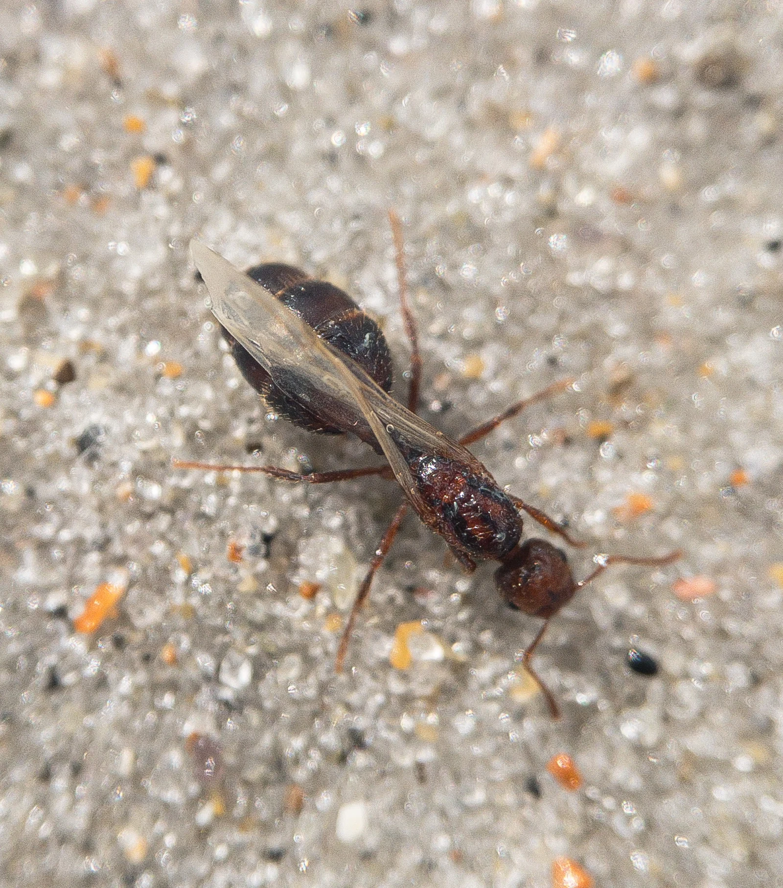 Winged red imported fire ant queen with dark abdomen and clear wings on sandy ground