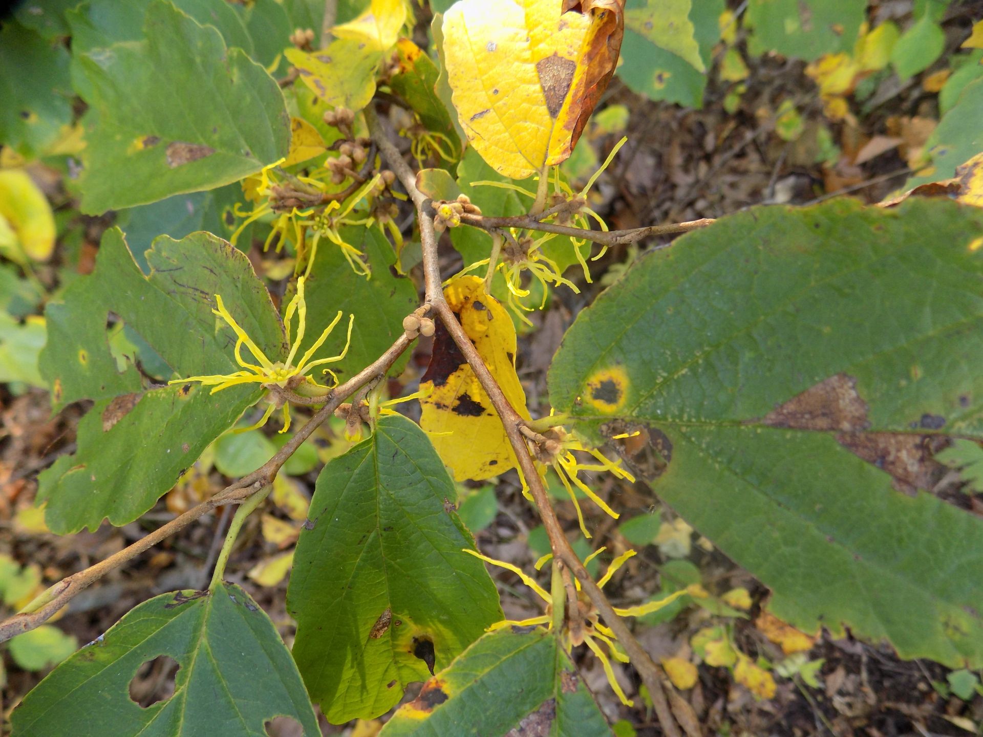 Native witch hazel shrub in flower, with thin ribbon-like yellow petals along a twig among green leaves