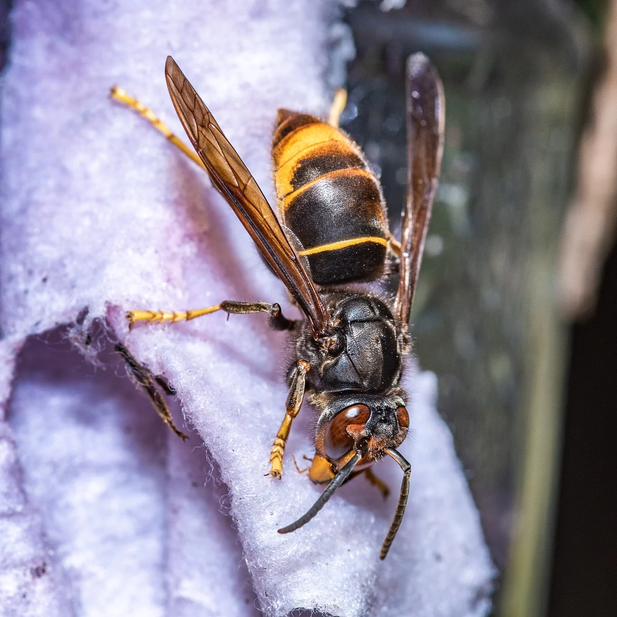 Yellow-legged hornet with a dark body, a single orange-yellow band near the tip of the abdomen and bright yellow legs