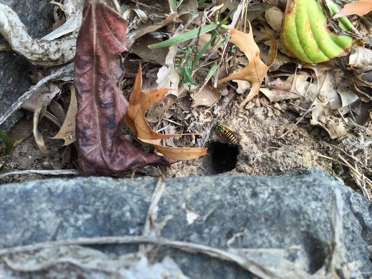 Small dark hole in soil among fallen leaves beside a curb stone with a yellowjacket at the entrance