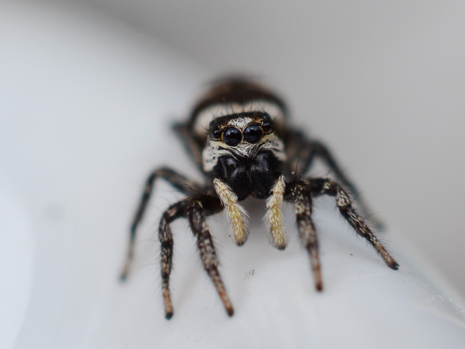 Small black and white striped zebra jumping spider facing the camera with two large front eyes