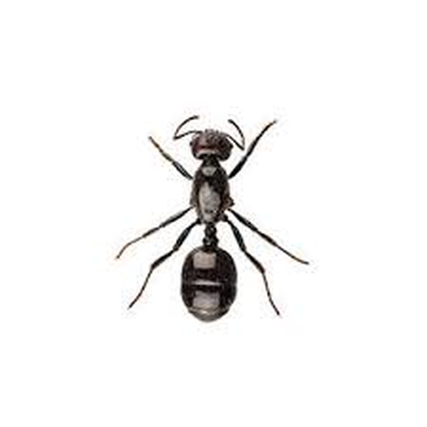 Argentine ant